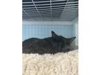 Adopt RAY a All Black Domestic Shorthair / Domestic Shorthair / Mixed cat in