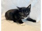 Adopt Tajin a All Black Domestic Mediumhair / Domestic Shorthair / Mixed cat in