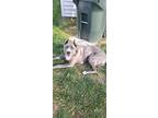 Adopt Beast a Brindle Cane Corso / Mixed dog in Cinnaminson, NJ (41447032)