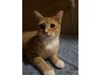 Adopt Tiberius a Orange or Red Domestic Shorthair / Mixed (short coat) cat in