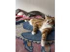 Adopt Liam a Orange or Red (Mostly) Tabby / Mixed (medium coat) cat in