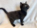 Adopt Lime a All Black Domestic Shorthair / Domestic Shorthair / Mixed cat in