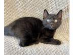 Adopt Bento a All Black Domestic Shorthair / Mixed Breed (Medium) / Mixed (short