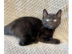 Adopt Bento a All Black Domestic Shorthair / Domestic Shorthair / Mixed cat in