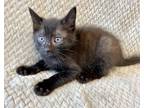 Adopt Miso a All Black Domestic Shorthair / Mixed Breed (Medium) / Mixed (short