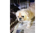 Adopt Bella a Brindle Shih Tzu / Mixed Breed (Medium) / Mixed (medium coat) dog