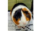 Adopt Marven a Orange Guinea Pig / Guinea Pig / Mixed small animal in