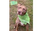 Adopt Ella a Brindle Terrier (Unknown Type, Medium) / Mixed Breed (Medium) /