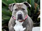 Adopt MAC a Gray/Blue/Silver/Salt & Pepper American Pit Bull Terrier / Mixed dog