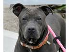 Adopt BERT a Brown/Chocolate American Pit Bull Terrier / Mixed dog in Huntington