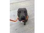 Adopt BREEZY a Merle American Pit Bull Terrier / Mixed Breed (Medium) / Mixed