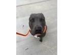 Adopt BREEZY a Gray/Blue/Silver/Salt & Pepper American Pit Bull Terrier / Mixed