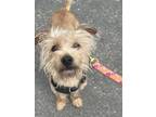 Adopt MYLES a White Terrier (Unknown Type, Small) / Mixed dog in Huntington