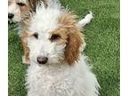 Adopt Brandi a White - with Red, Golden, Orange or Chestnut Goldendoodle /