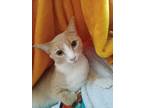 Adopt Zion a Tan or Fawn Domestic Shorthair / Mixed (short coat) cat in
