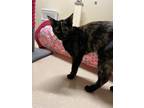 Adopt Koopa a All Black Domestic Shorthair / Mixed Breed (Medium) / Mixed (short