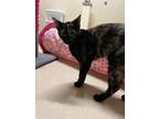 Adopt Koopa a All Black Domestic Shorthair / Domestic Shorthair / Mixed cat in