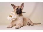 Adopt Stratford a Tan/Yellow/Fawn - with Black German Shepherd Dog / Mixed dog