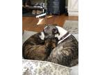 Adopt Bailey and Cash a Brindle - with White Boxer / Mixed dog in Fairfax
