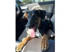 Adopt Annabel a Black German Shepherd Dog / Rottweiler / Mixed dog in Ozark