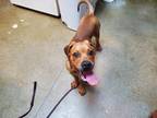 Adopt Copper a Hound (Unknown Type) / Mixed dog in Oceanside, CA (41446845)