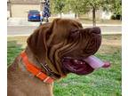 Adopt Red a Tan/Yellow/Fawn Dogue de Bordeaux / Mixed dog in San Antonio