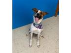 Adopt Ryder a Australian Cattle Dog / Terrier (Unknown Type