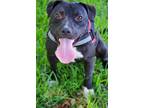 Adopt Sundae a Black - with White Terrier (Unknown Type, Medium) / Mixed dog in