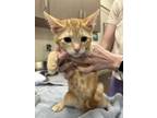 Adopt Klein a Orange or Red Domestic Shorthair / Domestic Shorthair / Mixed cat