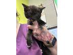 Adopt Dandy a All Black Domestic Mediumhair / Domestic Shorthair / Mixed cat in