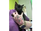 Adopt Ditto a All Black Domestic Mediumhair / Domestic Shorthair / Mixed cat in