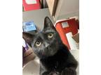 Adopt Drucilla a All Black Domestic Shorthair / Domestic Shorthair / Mixed cat