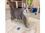 Adopt Wonder Vision a Domestic Shorthair / Mixed (short coat) cat in Columbia