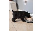 Adopt Butch a Black Schnauzer (Miniature) / Mixed dog in Fort Worth