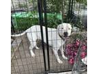 Adopt Nana a White Dogo Argentino / Mixed dog in McAllen, TX (41203747)