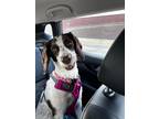 Adopt Sammie a White - with Black English Springer Spaniel / Mixed dog in