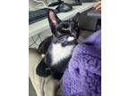 Adopt TimTam a Black & White or Tuxedo Domestic Shorthair cat in New York