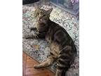 Adopt Mr Twinkles a Gray, Blue or Silver Tabby Domestic Shorthair cat in New