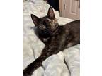 Adopt Honey Bunny bonded Cadbury a Tortoiseshell Domestic Shorthair cat in New