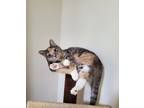 Adopt Bella a Gray or Blue (Mostly) Calico / Mixed (short coat) cat in South
