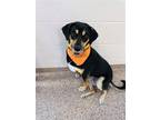 Adopt Lala a Black - with Brown, Red, Golden, Orange or Chestnut Hound (Unknown