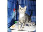 Adopt Eric a Brown Tabby Domestic Shorthair / Mixed (short coat) cat in