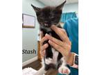 Adopt Stash a Black (Mostly) Domestic Mediumhair (short coat) cat in Manchester