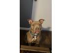 Adopt Deuce a Tan/Yellow/Fawn - with White American Pit Bull Terrier / Boxer /