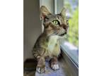 Adopt Mia a Gray, Blue or Silver Tabby Domestic Shorthair (short coat) cat in