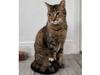 Adopt Mia a Gray, Blue or Silver Tabby Domestic Shorthair (short coat) cat in