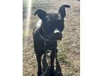 Adopt London rose a Black American Staffordshire Terrier / Mixed dog in haslet