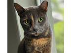 Adopt Maya a Gray, Blue or Silver Tabby Domestic Shorthair (short coat) cat in