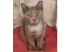 Adopt Sadie (Mall of NH) a Tortoiseshell Domestic Shorthair (short coat) cat in