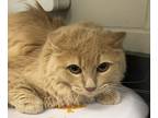 Adopt Chad a Domestic Mediumhair / Mixed cat in Sheboygan, WI (41446669)